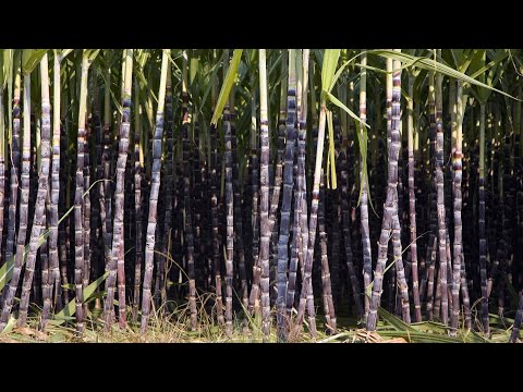 Sabores típicos de China | Caña de azúcar de Fusui