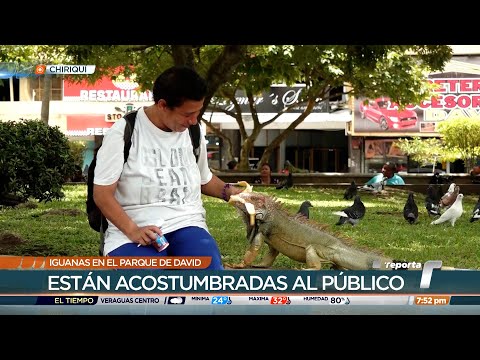 Las iguanas se han convertido en un atractivo en el Parque Miguel de Cervantes Saavedra en David