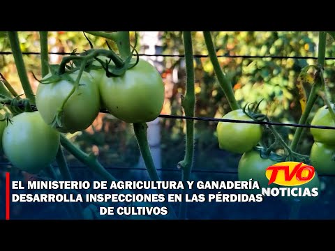 El Ministerio de Agricultura y Ganadería desarrolla inspecciones en las pérdidas de cultivos.