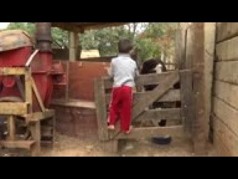 Escuela brasileña envía tareas a niños  en zonas rurales