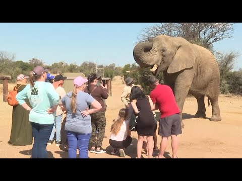 World Elephant Day marked in South Africa reserve