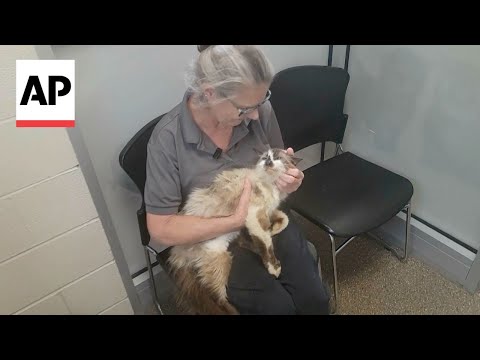 WATCH: Woman reunited with missing cat after 11 years