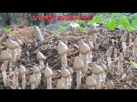 🍄โพนนี้สุดยอดความสวยดอกใหญ่ๆอ