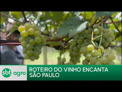 SBT Agro 29/01/24:Visitantes em São Paulo conhecem o processo produtivo no Roteiro do Vinho