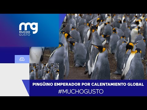 Pingüino Emperador en riesgo por calentamiento global