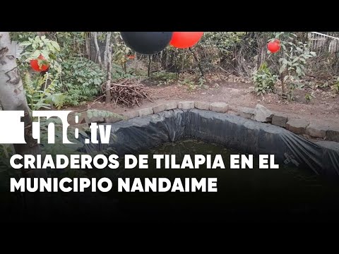 MEFCCA proyecta al menos 10 criaderos de tilapia en Nandaime - Nicaragua