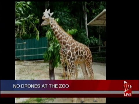 No Drones At The Zoo
