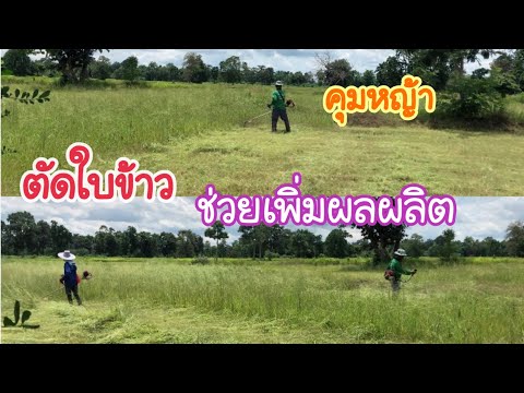 คุมหญ้าในนาข้าว-ด้วยการตัดทั้ง คุมหญ้าในนาข้าว-ด้วยการตัดทั้ง