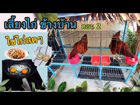 เลี้ยงไก่ในบ้าน-ไข่ไก่สดปลอดสา เลี้ยงไก่ในบ้าน-ไข่ไก่สดปลอดสา