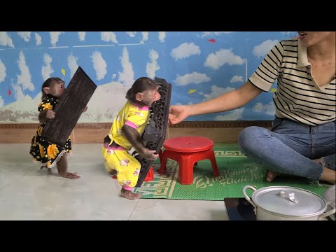 Two smart Mimi Kuku monkeys holding baskets to help Mom uproot peanuts (P2)