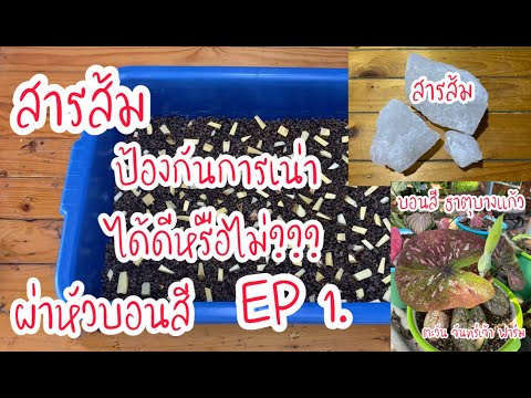 สารส้มป้องกันการเน่าได้ดีหรื