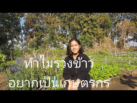 ทำไมรวงข้าวอยากเป็นเกษตรกร