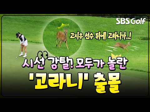 [2025 KGA] 지금 뭐가 지나간 거죠? 생방송 중 고라니 출몰에 모두가 긴장한 순간_한국여자오픈 2R
