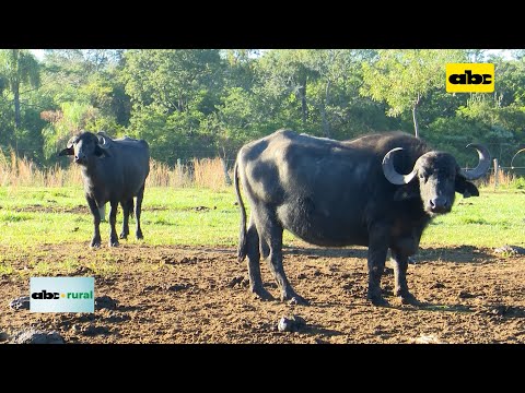 Cría de búfalos en Paraguay y sus interesantes ventajas