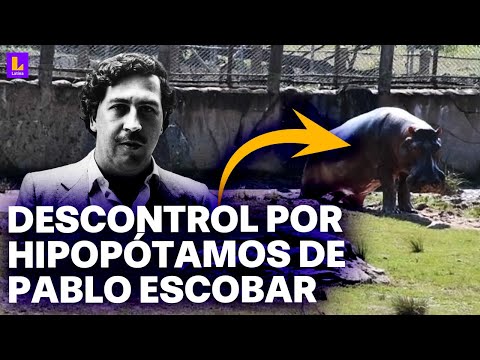 Colombia: Hipopótamos traídos por Pablo Escobar causan estragos y pánico en la población