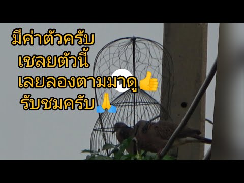 เชลยตัวมีค่าตัวครับเลยตามมาดู