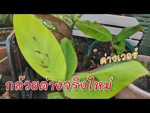 กล้วยด่างปลูกเองครับ!! กล้วยด่างปลูกเองครับ!!