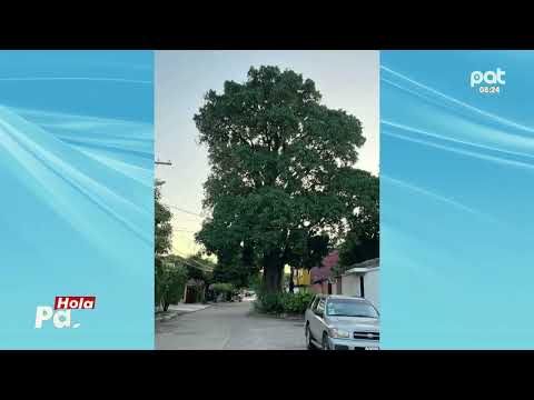 El Aguaí, es el árbol más antiguo