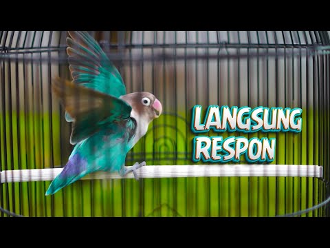 Lovebird Gacor Ngekek Panjang Materi Mewah! Auto Konslet Labet Lain Terpancing Langsung Fighter