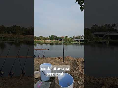 ตกปลานิลfishingตกปลาหน้าดิน