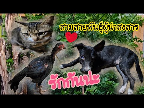 สามสายพันธุ์ผู้น่าสงสารเฟื่องบ