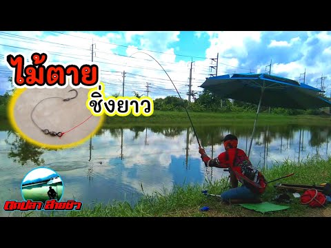 ตกชิงหลิวไม้ตายชิ่งหน้า5นิ้ว-ป ตกชิงหลิวไม้ตายชิ่งหน้า5นิ้ว-ป