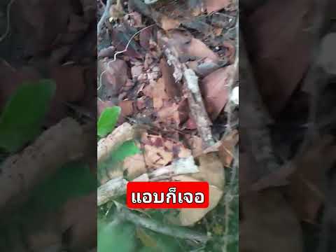 หลบไม่พ้นภัตตาคารบ้านนาหาอยู