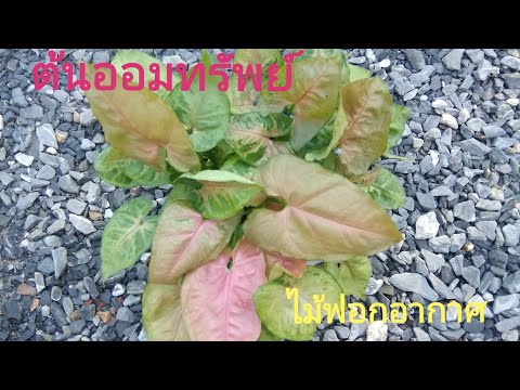 บรรยกาศยามเช้าจิบกาแฟ☕กับ-ต้นอ บรรยกาศยามเช้าจิบกาแฟ☕กับ-ต้นอ