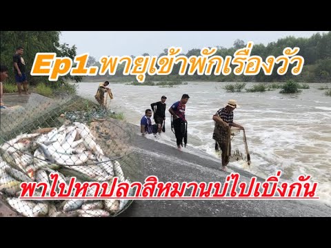 ช่วงนี้พายุเข้าขอพักเรื่องวัว- ช่วงนี้พายุเข้าขอพักเรื่องวัว-