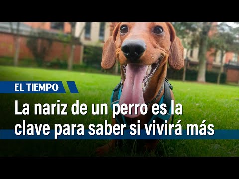 La nariz de un perro es la clave para saber si vivirá más: esto dice un estudio | El Tiempo