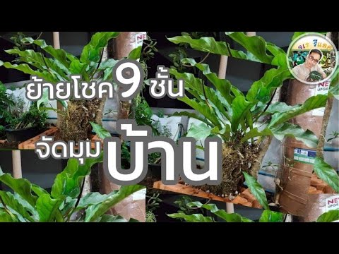 โชค9ชั้น-ไม้มงคล-ไม้ด่างมาแรง- โชค9ชั้น-ไม้มงคล-ไม้ด่างมาแรง-