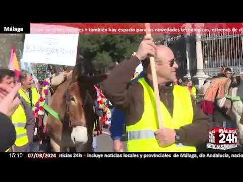 Noticia - Mulos por el centro de Madrid