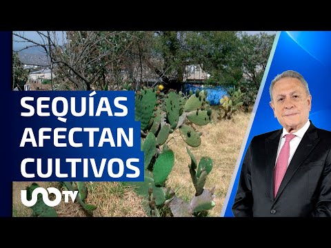 Sequías afectan cultivos. de maíz y nopal en Milpa Alta