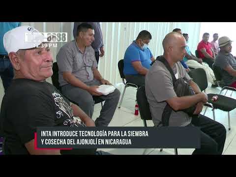 Introducen tecnología en Nicaragua para la siembra y cosecha del ajonjolí