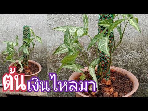 ลงเสาไม้เลื้อยต้นเงินไหลมา-ไม้ ลงเสาไม้เลื้อยต้นเงินไหลมา-ไม้