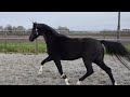 Dressage horse PREOLITA, 3 jarige merrie All at Once