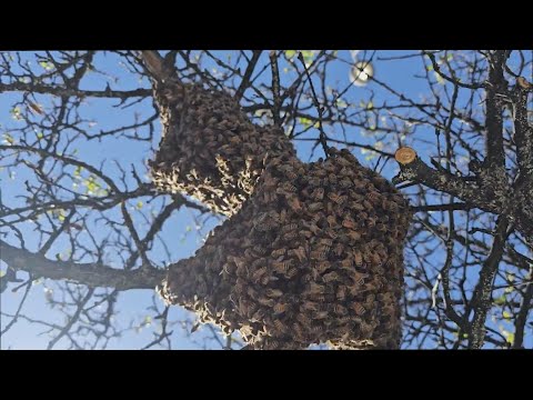 Bee swarm season arrives early to the Denver area