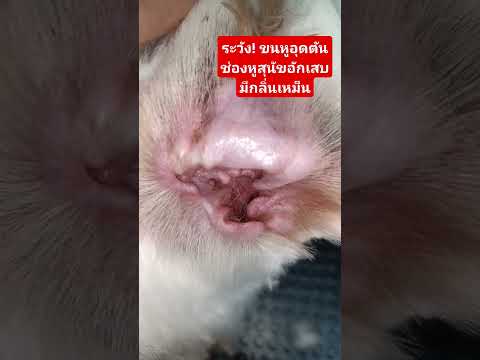 ขนหูอุดตันในช่องหูสุนัขอาบน้ำ