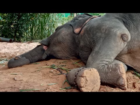 สวัสดีจ้า🙏🐘❤️ สวัสดีจ้า🙏🐘❤️