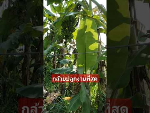 คนรักเกษตรเกษตรผสมผสานปลูกกล