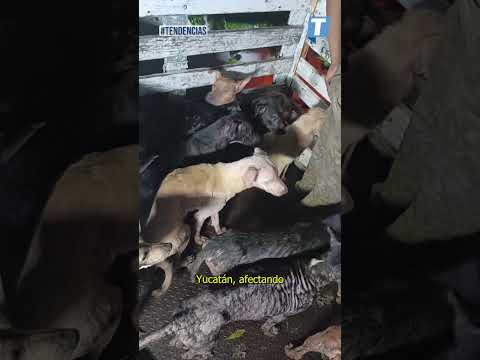 'Beryl' llegó a Quintana Roo y hasta los perritos fueron resguardados  #shortvideo #beryl #perros