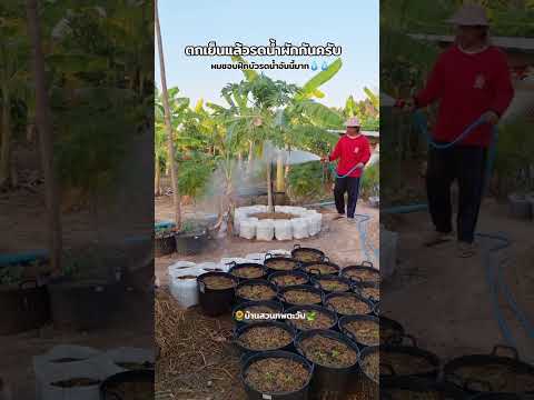 ตกเย็นได้เวลารดน้ำผักแล้วครับ