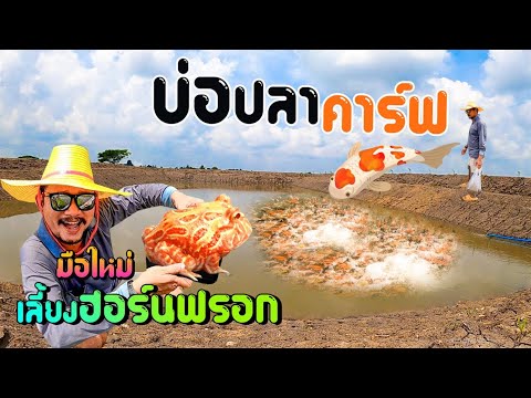 มือใหม่-เลี้ยงกบฮอนร์นฟรอก--Ba มือใหม่-เลี้ยงกบฮอนร์นฟรอก--Ba