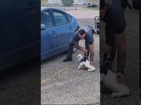 No kidding! Goat tries out for K9 police unit in South Dakota #shorts
