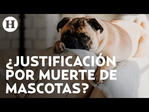 ¡También son parte de la familia!México analiza ley que da permisos laborales por muerte de mascotas