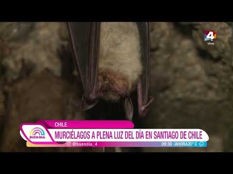 Buen Día - Murciélagos: La mala fama de estos animales
