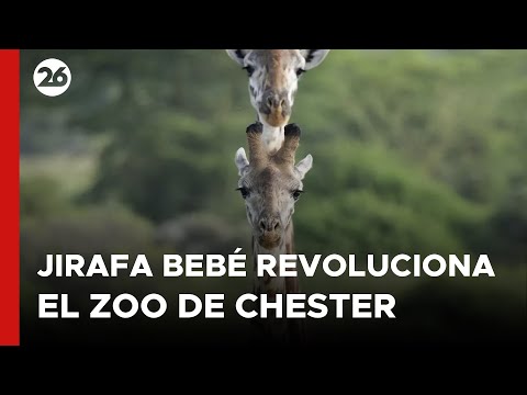 REINO UNIDO | La jirafa bebé que revoluciona el zoológico de Chester