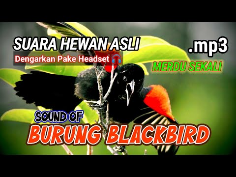 [ASMR] SUARA HEWAN SUARA BURUNG BLACKBIRD