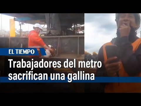 Video registró a trabajadores del metro que sacrifican una gallina en ritual | El Tiempo