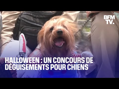 Halloween: ces chiens participent à un concours de déguisements au Pérou